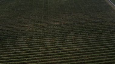 Elma ağaçlarından meyve bahçesi olan tarım çiftliği düzgünce dikildi. Meyve ağaçlarının üzerinden hava görüntüsü. Meyve hasadı yetiştiriyoruz. Yüksek kalite 4K görüntü.