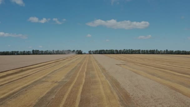 Pesawat Drone Terbang Atas Yellow Wheat Field Rural Aerial View Stok Rekaman Bebas Royalti
