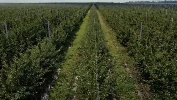 Landbouwer Veld Met Fruittuin Van Appelbomen Geplant Gladde Rij Een Rechtenvrije Stockvideo's