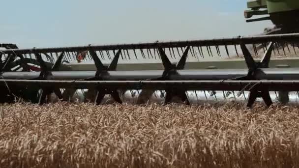 Kombinált Fűnyíró Mechanizmus Elvágja Búza Tüskéit Mezőgazdasági Betakarítási Munka Betakarító Jogdíjmentes Stock Videó