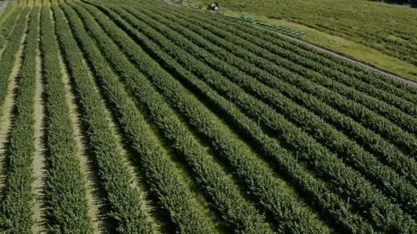 Řady Malinových Ovocných Plodin Nad Zemědělskou Sklizní Sledování Obrovských Řadách — Stock video