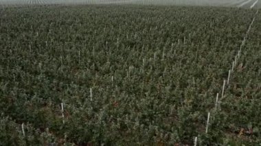 Meyve ağaçlarının yeşil tarlalarının üzerinde uçuyorlar. Elma bahçeleri. Orman manzarasının dokusu. Hava görüntüsü. Yüksek kalite 4k görüntü