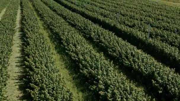 Řady Malinových Ovocných Plodin Nad Zemědělskou Sklizní Sledování Obrovských Řadách — Stock video