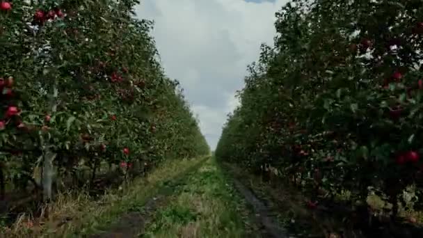 空中ショット農業リンゴの農場の木 空中ビュー工業地帯の植物栽培風景高品質の4K映像 — ストック動画