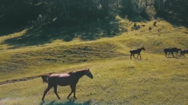 Dağlar ve atlarla dolu yaz manzarası. Güneşli bir günde yeşil çayır veya tarlada otlayan küçük vahşi atlar grubu. Yüksek kaliteli FullHD görüntüler
