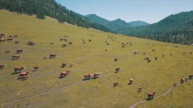 Benekli inek sürüsü yeşil çayırlarda koşuyor. Hava İHA görüntülerini kapat. Yüksek kaliteli FullHD görüntüler