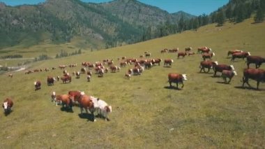 Benekli inek sürüsü yeşil çayırlarda koşuyor. Hava İHA görüntülerini kapat. Yüksek kaliteli FullHD görüntüler