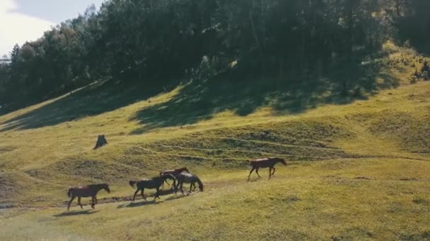 Paisaje Verano Con Montañas Caballos Pequeño Grupo Caballos Salvajes Pastando — Vídeos de Stock