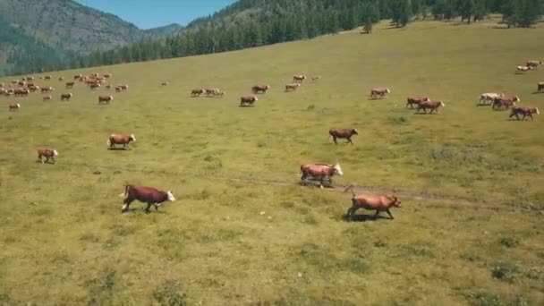 Gran Manada Vacas Manchadas Corren Pasto Verde Del Campo Cerrar — Vídeos de Stock