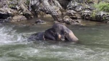 Nehir Yüksek Kaliteli 4K HDR görüntülerinde 4K Fil