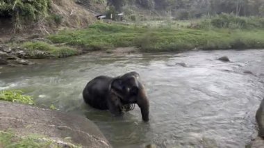 Nehir Yüksek Kaliteli 4K HDR görüntülerinde 4K Fil