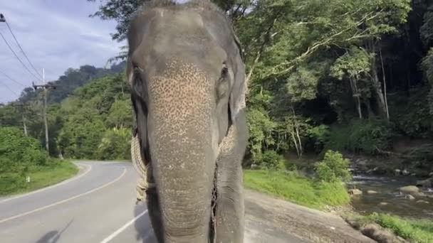 Elefante Nel Fiume Filmati Hdr Alta Qualità — Video Stock