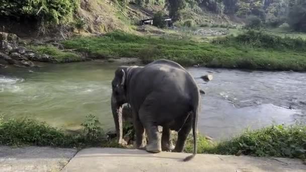 Elefante Rio Imagens Alta Qualidade Hdr — Vídeo de Stock