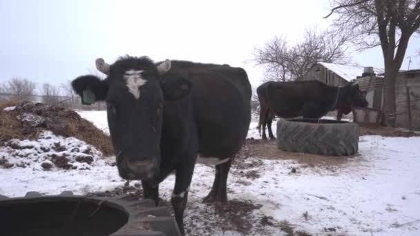 Uma Vaca Negra Animal Trabalho Com Uma Mancha Branca Rosto — Vídeo de Stock