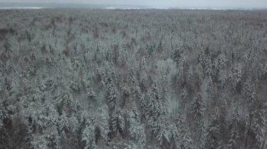 Karla kaplı donmuş bir orman manzarasının çarpıcı hava manzarası zeminde güzel bir beyaz don deseni yaratıyor.