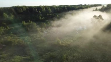 Sisli bir ormanın havadan görünüşü sisle kaplı ağaçlarla kaplı, bulutların havada süzüldüğü ve çimenlerin içinden gözetlediği gizemli doğal bir manzara yaratıyor.