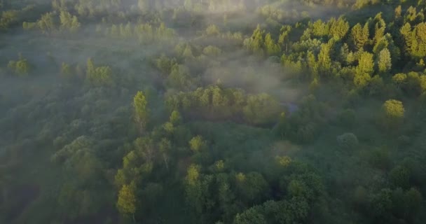 タワーの木々 緑豊かな草原 日の出に山を転がす美しい自然の風景を示す霧の森の空想的な眺め — ストック動画