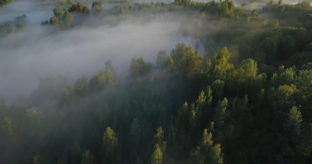 Widok Powietrza Mglistego Lasu Drzewami Pokrytymi Mgłą Tworzącymi Mistyczny Krajobraz — Wideo stockowe