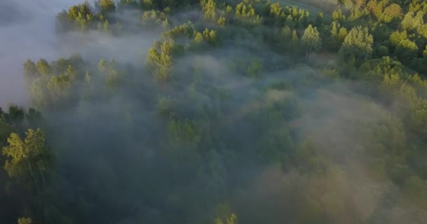 La forêt brumeuse au lever du soleil se transforme en un paysage mystique avec un lac tranquille, une herbe luxuriante et des nuages atmosphériques planant au-dessus