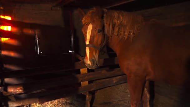 一只陆生动物 一匹棕色的马 正站在一个由木头制成的黑暗的马厩里 这座硬木建筑从气体中释放热量 为这种动物创造了一个温暖的环境 — 图库视频影像