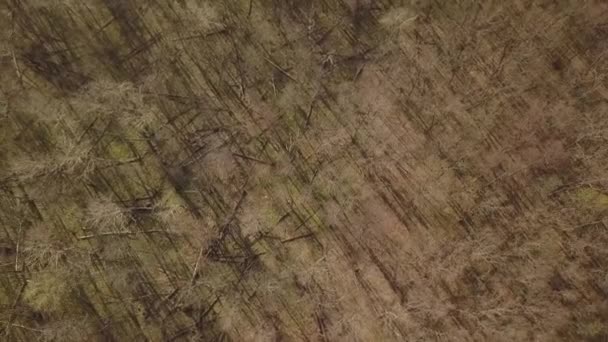 Детальный Крупным Планом Кусок Коричневой Древесины Демонстрирует Свою Естественную Текстуру — стоковое видео