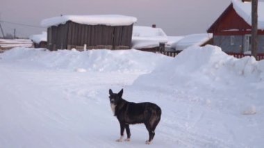 Yürek ısıtan bir video, karlı bir köyü keşfeden siyah beyaz bir köpeği gösteriyor. Köpek sakin bir kış ortamında merak ve neşe saçar, rahat bir his yaratır.