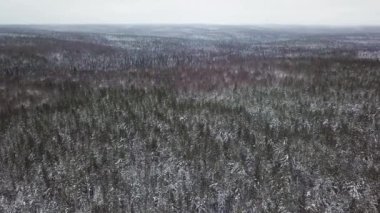 Çarpıcı bir hava manzarası karlı bir ormanın karla kaplı olduğunu gösteriyor. Huzurlu manzarada bulutlu gökyüzüne karşı dizilmiş parlak beyaz karlı ağaçlar, sakin bir kış harikalar diyarı oluşturur.