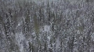 Karlı ormanın havadan görünüşü, beyaz karla kaplı ağaçlar. Huzurlu manzara, kış harikalar diyarına güzellik ve huzuru çağrıştırıyor.