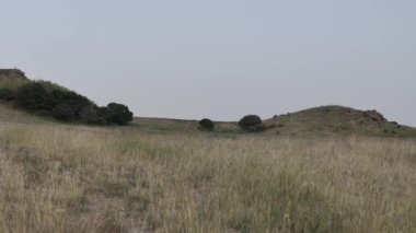 Yumuşak tepeleri ve uzak yaprakları olan, doğayla barışı ve bağlantıyı çağrıştıran otlak bir arazinin sakin bir görüntüsü.