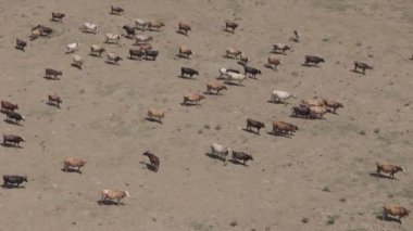 Nefes kesici bir hava manzarası geniş ve açık bir arazide huzur içinde otlayan büyük bir sığır sürüsünü sergiliyor.