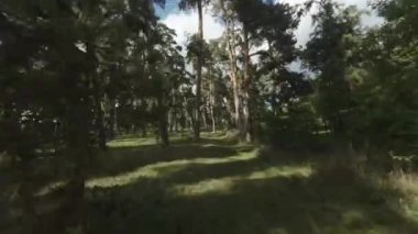 Uzun ağaçlar ve yemyeşil ağaçlarla kaplı sakin bir orman yolu. Huzurlu ve rahatlatıcı yürüyüşler için mükemmel.