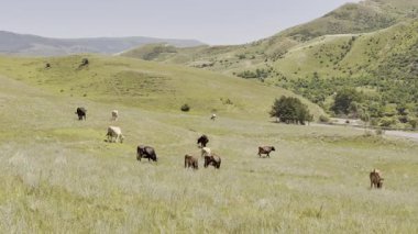 Canlı yeşil tarlalarda otlayan inekler, arka planda tepeler, HDR 'de yakalanan inekler..