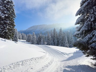 Bregenz Ormanı Dağları, Vorarlberg, Avusturya 'daki sakin kar manzarası