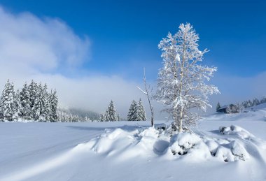 Avusturya 'nın Vorarlberg kentindeki Bregenz Ormanı' nın Hochhaedrich bölgesinde kar altında kar ayakkabılarıyla yürüyüş yapan hoş ve aktif bir son sınıf öğrencisi.