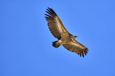 Uçan Griffon Akbabası Montfrague Ulusal Parkı, Extremadura, İspanya
