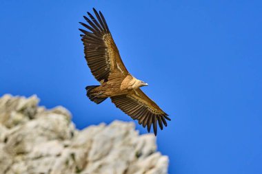 Uçan Griffon Akbabası Montfrague Ulusal Parkı, Extremadura, İspanya