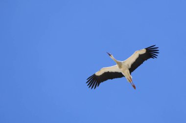 Beyaz leylekler, ağustos böceği, yuva yapıyor, İspanya 'nın Jerez de la Frontera yakınlarındaki Endülüs' te bir leylek kolonisinde uçuyor.
