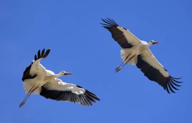 Beyaz leylekler, ağustos böceği, yuva yapıyor, İspanya 'nın Jerez de la Frontera yakınlarındaki Endülüs' te bir leylek kolonisinde uçuyor.