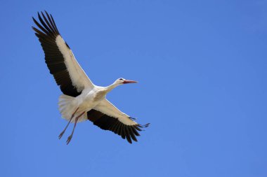 Beyaz leylekler, ağustos böceği, yuva yapıyor, İspanya 'nın Jerez de la Frontera yakınlarındaki Endülüs' te bir leylek kolonisinde uçuyor.