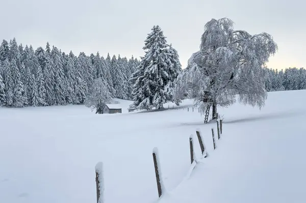 Ήσυχο Χιονισμένο Τοπίο Χειμώνα Στα Βουνά Δάσος Bregenz Vorarlberg Αυστρία — Φωτογραφία Αρχείου