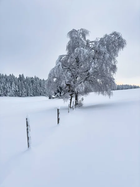 Tranquil Snowy Winter Landscape Bregenz Forest Mountains Vorarlberg Austria — Stock Photo, Image