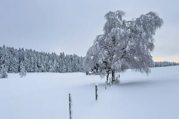 Tranquila Paisagem Nevada Inverno Nas Montanhas Floresta Bregenz Vorarlberg Áustria — Fotografia de Stock