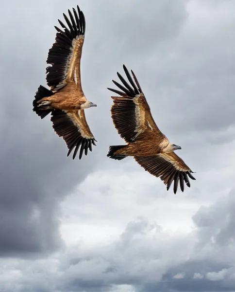 Flying Griffon Vulture Montfrague National Park Extremadura Spain — Stock Photo, Image