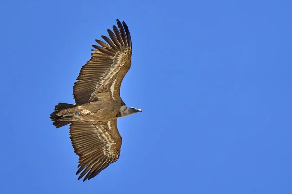 Avvoltoio Grifone Volante Nel Parco Nazionale Del Montfrague Estremadura Spagna — Foto Stock