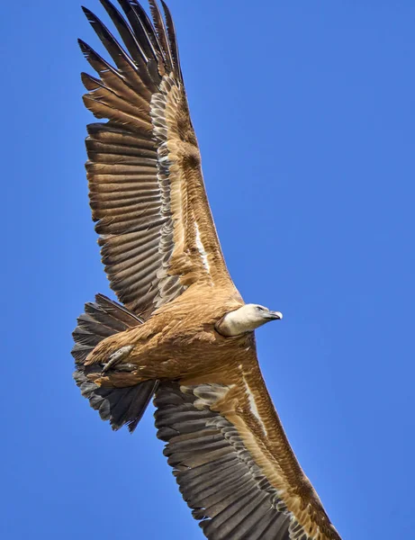 Létající Sup Národním Parku Montfrague Extremadura Španělsko — Stock fotografie