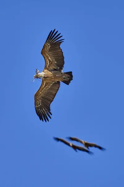 Létající Sup Národním Parku Montfrague Extremadura Španělsko — Stock fotografie