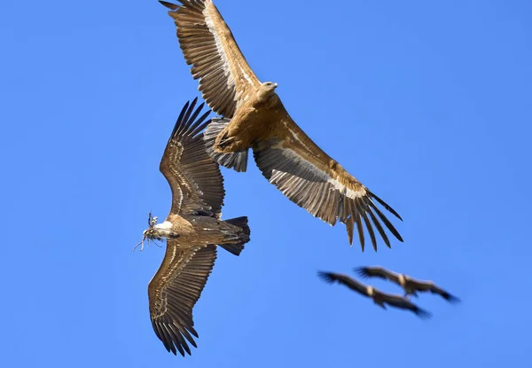 在西班牙埃斯特雷马杜拉蒙特弗拉格国家公园放飞格里芬秃鹫 — 图库照片