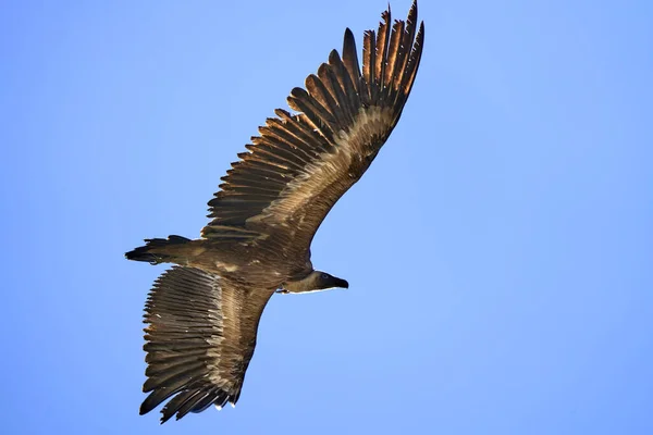 Flying Griffon Vulture Montfrague National Park Extremadura Spain — Stock Photo, Image