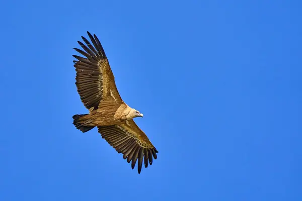 Vliegende Griffon Gier Het Montfrague National Park Extremadura Spanje — Stockfoto