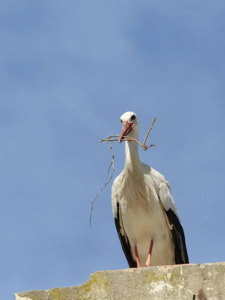 Cegonhas Brancas Ciconia Ciconia Nidificação Voando Uma Colônia Cegonhas Andaluzia — Fotografia de Stock
